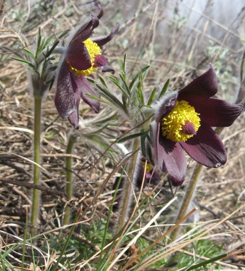 Pulsatilla montana subsp. montana dei Berici